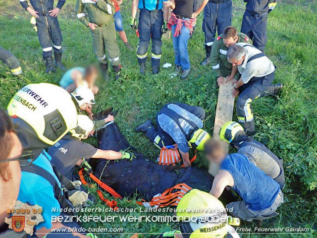 2019_06_10 Pferd hängt im Bachbett fest Foto: © Freiwillige Feuerwehr Gainfarn 2019_06_10 Pferd hängt im Bachbett fest Foto: © Freiwillige Feuerwehr Gainfarn