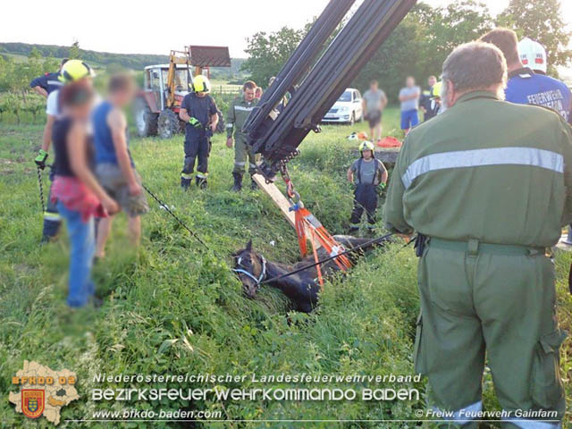 2019_06_10 Pferd hängt im Bachbett fest Foto: © Freiwillige Feuerwehr Gainfarn 2019_06_10 Pferd hängt im Bachbett fest Foto: © Freiwillige Feuerwehr Gainfarn