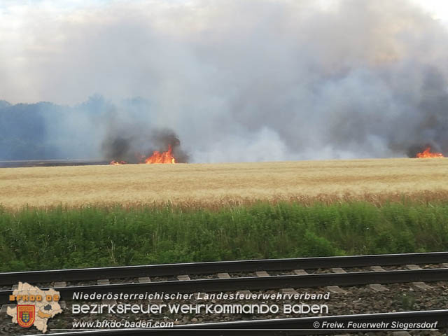 20190705 Feuerwehren aus dem Bezirk Baden untersttzen bei 35 Hektar Getreidefeld in Flammen  Foto:  Freiwillige Feuerwehr Siegrersdorf