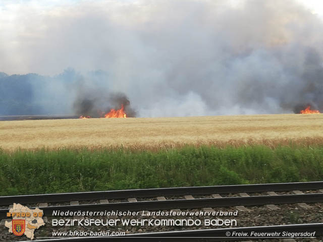 20190705 Feuerwehren aus dem Bezirk Baden unterstützen bei 35 Hektar Getreidefeld in Flammen Foto: © Freiwillige Feuerwehr Siegrersdorf 20190705 Feuerwehren aus dem Bezirk Baden unterstützen bei 35 Hektar Getreidefeld in Flammen Foto: © Freiwillige Feuerwehr Siegrersdorf