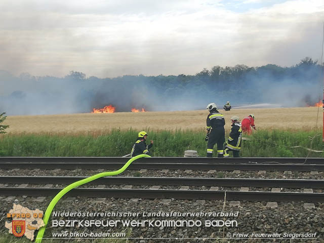 20190705 Feuerwehren aus dem Bezirk Baden untersttzen bei 35 Hektar Getreidefeld in Flammen  Foto:  Freiwillige Feuerwehr Siegrersdorf