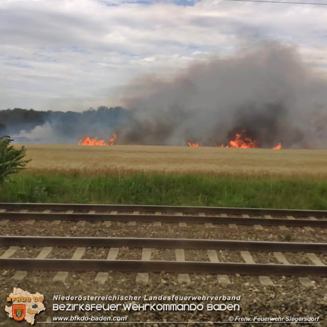 20190705 Feuerwehren aus dem Bezirk Baden unterstützen bei 35 Hektar Getreidefeld in Flammen Foto: © Freiwillige Feuerwehr Siegrersdorf 20190705 Feuerwehren aus dem Bezirk Baden unterstützen bei 35 Hektar Getreidefeld in Flammen Foto: © Freiwillige Feuerwehr Siegrersdorf