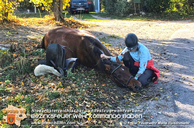 20191026 Pferd mit Vorderfuß im Betonrohr gefangen  Foto: © Freiwillige Feuerwehr Maria Raisenmarkt