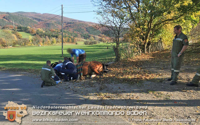 20191026 Pferd mit Vorderfuß im Betonrohr gefangen  Foto: © Freiwillige Feuerwehr Maria Raisenmarkt