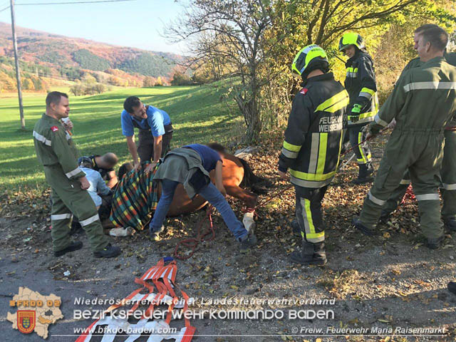 20191026 Pferd mit Vorderfuß im Betonrohr gefangen  Foto: © Freiwillige Feuerwehr Maria Raisenmarkt