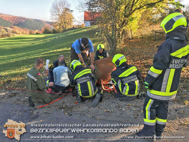 20191026 Pferd mit Vorderfuß im Betonrohr gefangen Foto: © Freiwillige Feuerwehr Maria Raisenmarkt 20191026 Pferd mit Vorderfuß im Betonrohr gefangen Foto: © Freiwillige Feuerwehr Maria Raisenmarkt