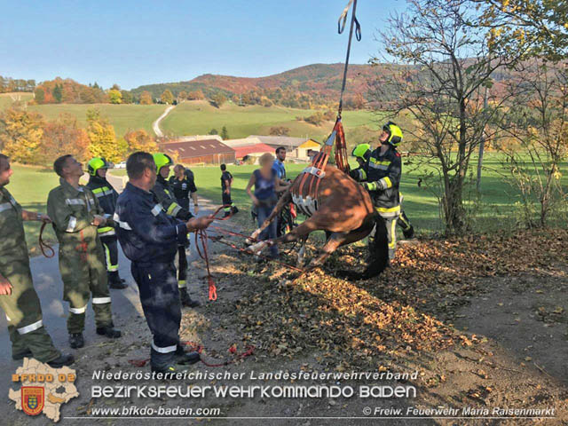 20191026 Pferd mit Vorderfuß im Betonrohr gefangen Foto: © Freiwillige Feuerwehr Maria Raisenmarkt 20191026 Pferd mit Vorderfuß im Betonrohr gefangen Foto: © Freiwillige Feuerwehr Maria Raisenmarkt