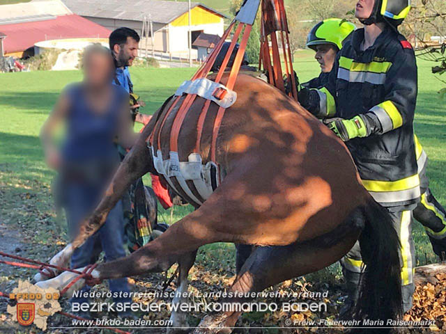 20191026 Pferd mit Vorderfuß im Betonrohr gefangen  Foto: © Freiwillige Feuerwehr Maria Raisenmarkt