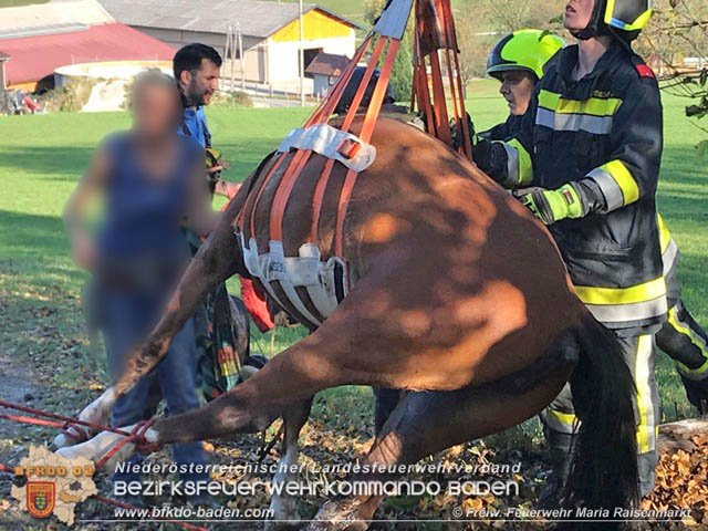 20191026 Pferd mit Vorderfuß im Betonrohr gefangen Foto: © Freiwillige Feuerwehr Maria Raisenmarkt 20191026 Pferd mit Vorderfuß im Betonrohr gefangen Foto: © Freiwillige Feuerwehr Maria Raisenmarkt