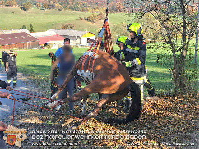 20191026 Pferd mit Vorderfuß im Betonrohr gefangen Foto: © Freiwillige Feuerwehr Maria Raisenmarkt 20191026 Pferd mit Vorderfuß im Betonrohr gefangen Foto: © Freiwillige Feuerwehr Maria Raisenmarkt