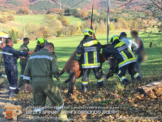 20191026 Pferd mit Vorderfuß im Betonrohr gefangen  Foto: © Freiwillige Feuerwehr Maria Raisenmarkt