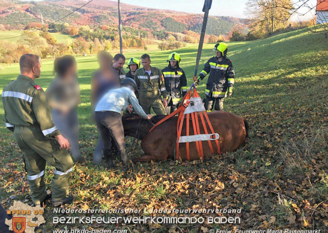 20191026 Pferd mit Vorderfuß im Betonrohr gefangen Foto: © Freiwillige Feuerwehr Maria Raisenmarkt 20191026 Pferd mit Vorderfuß im Betonrohr gefangen Foto: © Freiwillige Feuerwehr Maria Raisenmarkt
