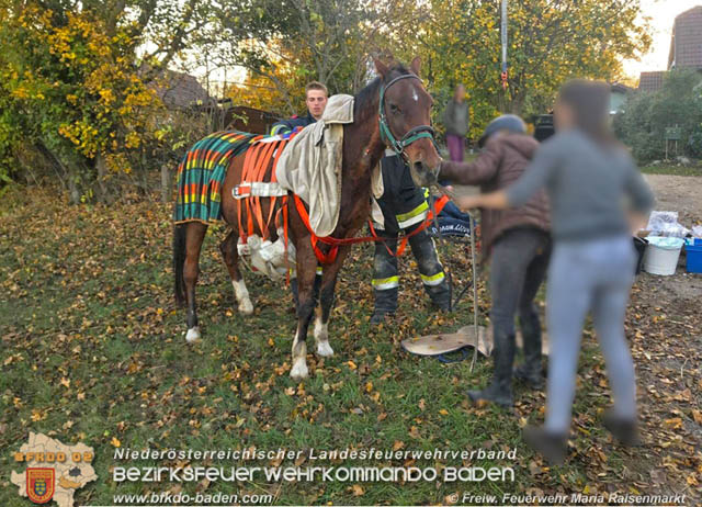 20191026 Pferd mit Vorderfuß im Betonrohr gefangen Foto: © Freiwillige Feuerwehr Maria Raisenmarkt 20191026 Pferd mit Vorderfuß im Betonrohr gefangen Foto: © Freiwillige Feuerwehr Maria Raisenmarkt