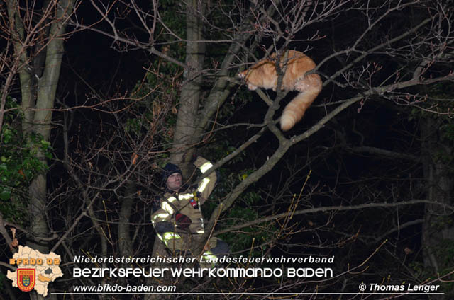 20191126 Maine-Coon-Kater "Simba" von Feuerwehr gerettet!  Foto:  Thomas Lenger Monatsrevue.at