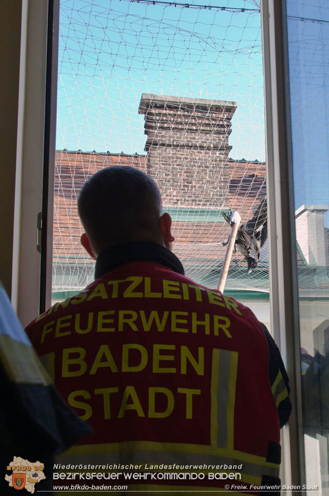20191218 Krhe verfngt sich in Taubennetz in der Badener Innenstadt   Foto:  Markus Prendinger und Alexandra Stosch Freiwillige Feuerwehr Baden-Stadt  