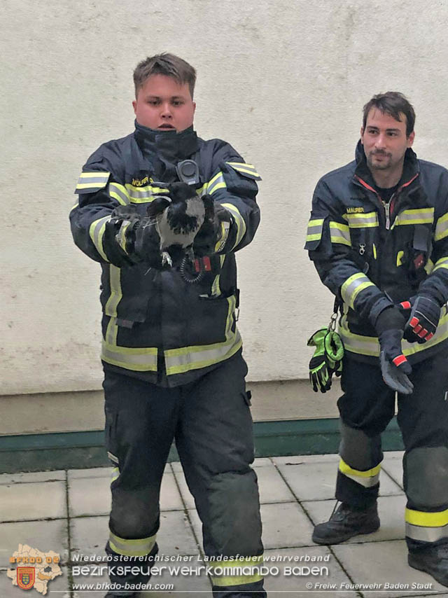 20191218 Krhe verfngt sich in Taubennetz in der Badener Innenstadt   Foto:  Markus Prendinger und Alexandra Stosch Freiwillige Feuerwehr Baden-Stadt  