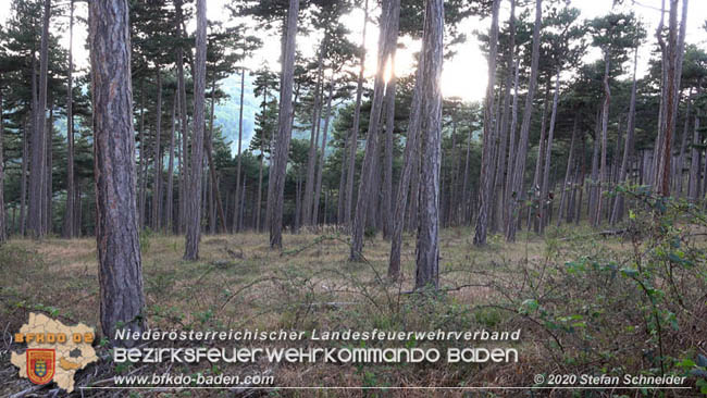 20200422 Waldbrand im Bereich Bezirksgrenze Wopfing (WN) und Alkersdorf (BN) Foto: © Stefan Schneider BFK Baden 20200422 Waldbrand im Bereich Bezirksgrenze Wopfing (WN) und Alkersdorf (BN) Foto: © Stefan Schneider BFK Baden