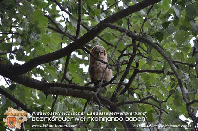 20200514 Feuerwehr rettet zwei Baby-Waldkauze in Ebreichsdorf Fotos: © Thomas Lenger Monatsrevue.at 20200514 Feuerwehr rettet zwei Baby-Waldkauze in Ebreichsdorf Fotos: © Thomas Lenger Monatsrevue.at