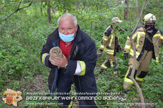20200514 Feuerwehr rettet zwei Baby-Waldkauze in Ebreichsdorf Fotos: © Thomas Lenger Monatsrevue.at 20200514 Feuerwehr rettet zwei Baby-Waldkauze in Ebreichsdorf Fotos: © Thomas Lenger Monatsrevue.at