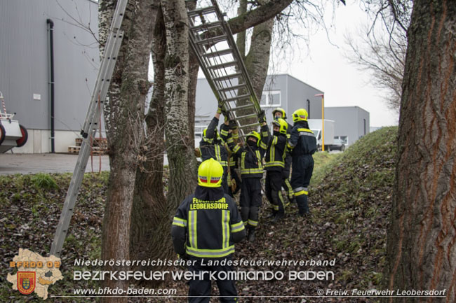 20210104 Katze auf Baum in Leobersdorf  Foto: Martin Pock  FF Leobersdorf