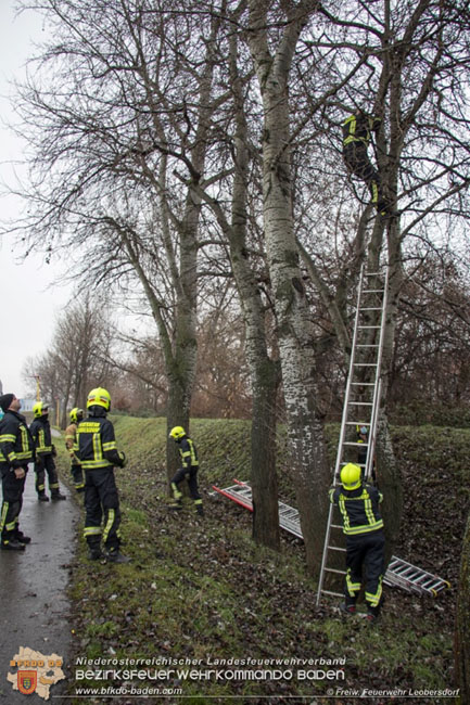 20210104 Katze auf Baum in Leobersdorf  Foto: Martin Pock  FF Leobersdorf