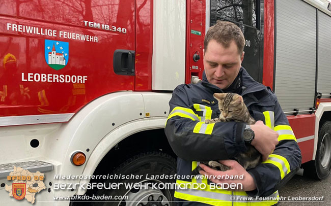 20210104 Katze auf Baum in Leobersdorf  Foto: Martin Pock  FF Leobersdorf