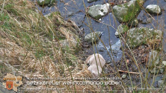 20210110 Stubentiger "Aladin" aus 4. Stock in tieferliegendes Bachbett gestrzt in Baden Ortsteil Leesdorf  Foto:  Stefan Schneider BFKDO Baden