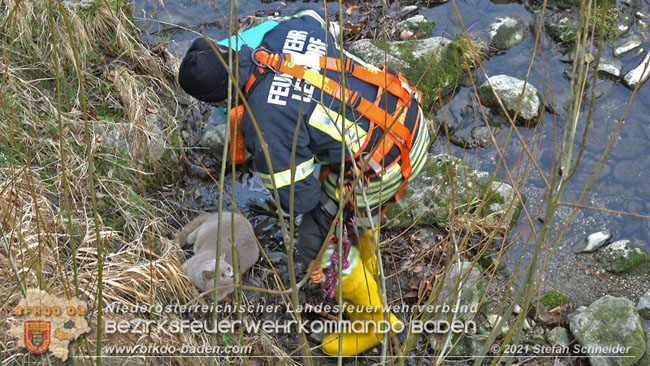 20210110 Stubentiger "Aladin" aus 4. Stock in tieferliegendes Bachbett gestrzt in Baden Ortsteil Leesdorf  Foto:  Stefan Schneider BFKDO Baden