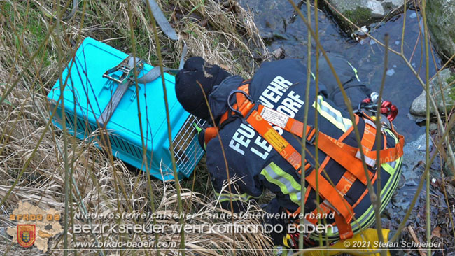 20210110 Stubentiger "Aladin" aus 4. Stock in tieferliegendes Bachbett gestrzt in Baden Ortsteil Leesdorf  Foto:  Stefan Schneider BFKDO Baden