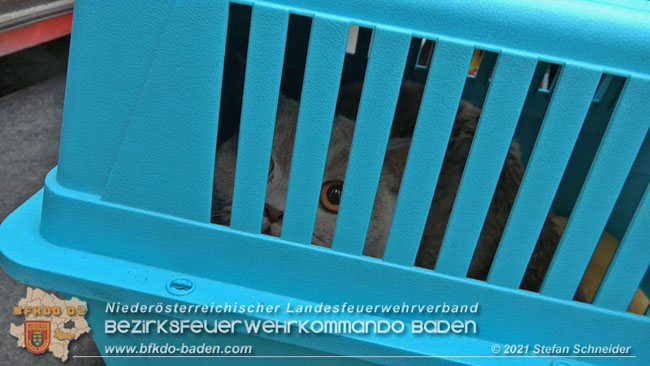 20210110 Stubentiger "Aladin" aus 4. Stock in tieferliegendes Bachbett gestrzt in Baden Ortsteil Leesdorf  Foto:  Stefan Schneider BFKDO Baden