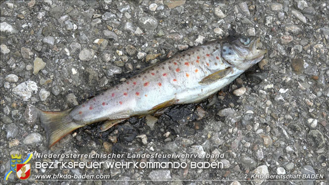 20210721 KHD Einsatz nach Unwetter in Aggsbach Dorf Bezirk Melk Foto: Stefan Schneider S5 2. KHD Bereitschaft BADEN