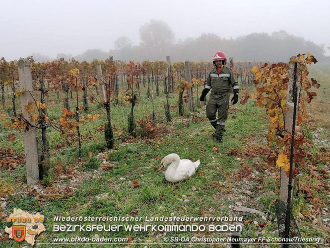 20211028 Feuerwehr rettet verletzten Schwan   Foto: SB ÖA Christopher Neumayer FF Schönau/Triesting 