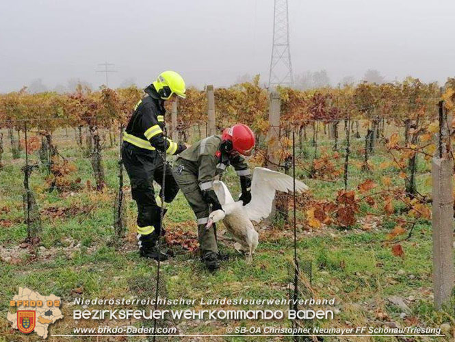 20211028 Feuerwehr rettet verletzten Schwan   Foto: SB ÖA Christopher Neumayer FF Schönau/Triesting 