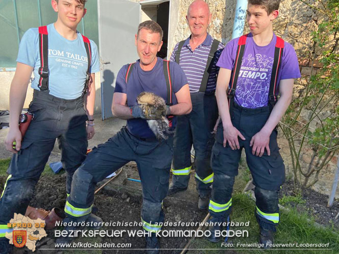 20220412 Frettchen auf Abwegen - Feuerwehr kann Ausreißer retten   Foto: Freiwillige Feuerwehr Leobersdorf