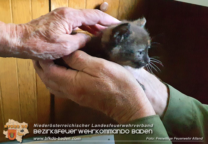 20220406 Katzenbaby hinter Küchenzeile aufgefunden Foto: Freiwillige Feuerwehr Alland 20220406 Katzenbaby hinter Küchenzeile aufgefunden Foto: Freiwillige Feuerwehr Alland