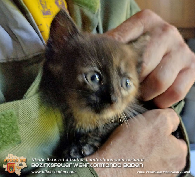 20220406 Katzenbaby hinter Küchenzeile aufgefunden Foto: Freiwillige Feuerwehr Alland 20220406 Katzenbaby hinter Küchenzeile aufgefunden Foto: Freiwillige Feuerwehr Alland
