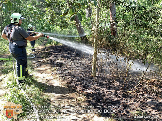 20220805 Beginnender Waldbrand in Lindabrunn-Enzesfeld rechtzeitig entdeckt  Foto: ASB Brend Taxberger BFKDO BADEN