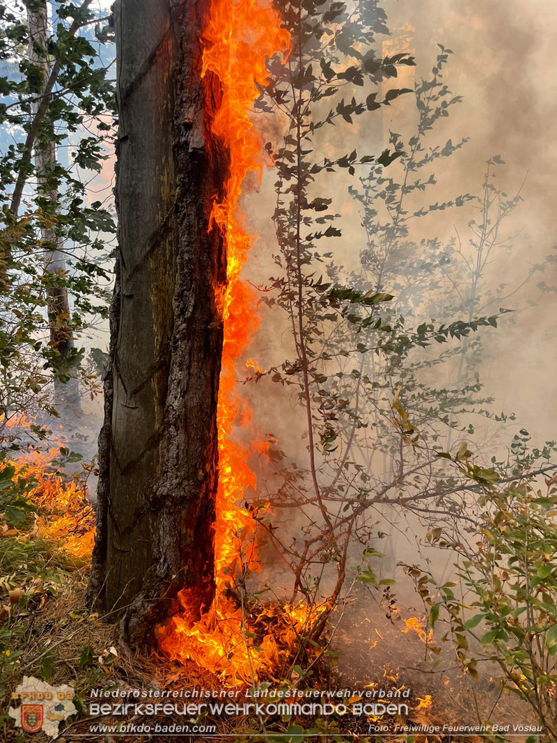 20220820 Alarmstufe 3 bei Waldbrand am Harzberg Foto: FF Bad Vöslau 20220820 Alarmstufe 3 bei Waldbrand am Harzberg Foto: FF Bad Vöslau
