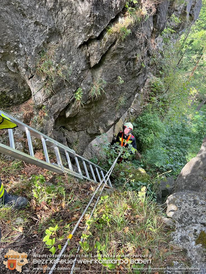 20220820 Hund ber Felsen abgestrzt in Nstach-Hafnerberg  Foto: FF Nstach / Markus Fischer