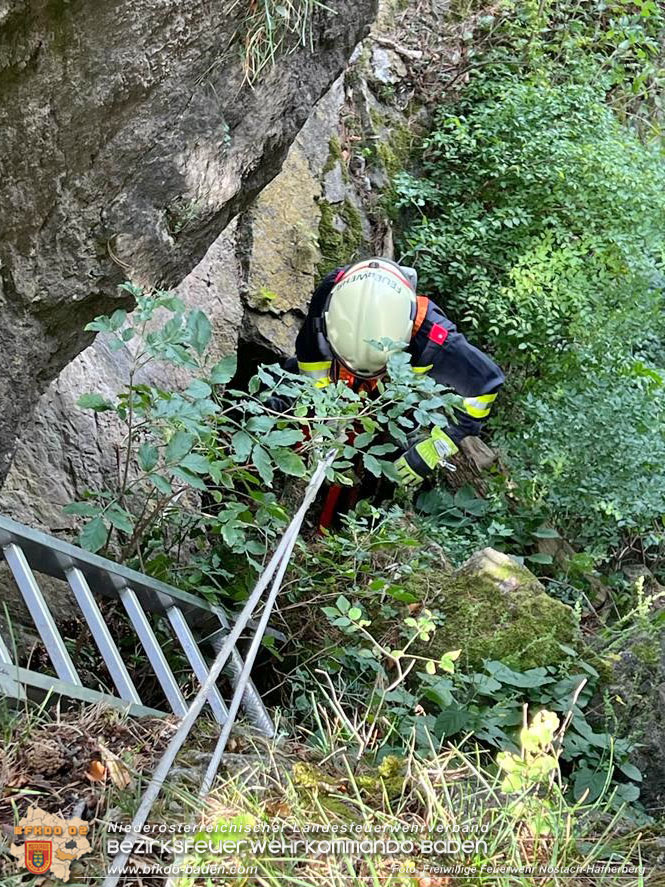20220820 Hund über Felsen abgestürzt in Nöstach-Hafnerberg Foto: FF Nöstach / Markus Fischer 20220820 Hund über Felsen abgestürzt in Nöstach-Hafnerberg Foto: FF Nöstach / Markus Fischer