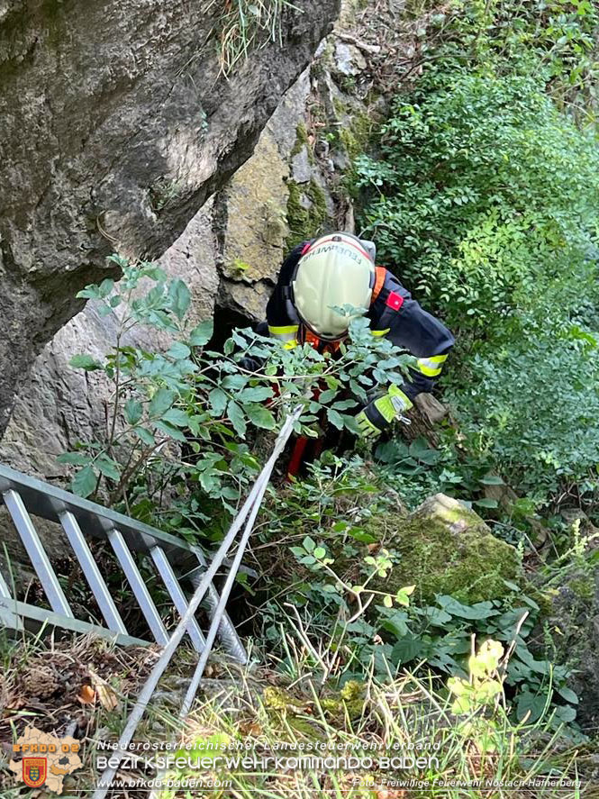 20220820 Hund ber Felsen abgestrzt in Nstach-Hafnerberg  Foto: FF Nstach / Markus Fischer