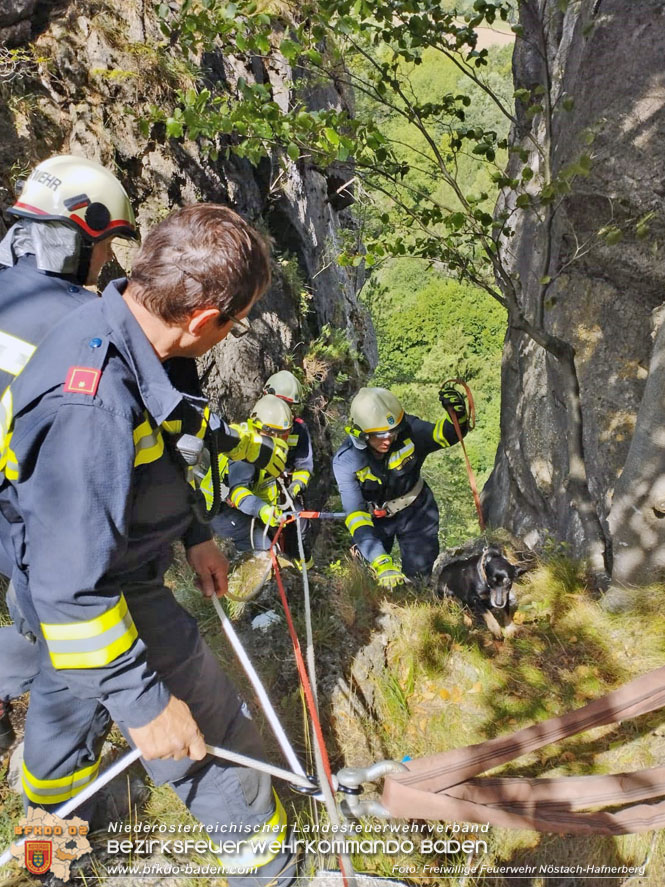 20220820 Hund über Felsen abgestürzt in Nöstach-Hafnerberg Foto: FF Nöstach / Markus Fischer 20220820 Hund über Felsen abgestürzt in Nöstach-Hafnerberg Foto: FF Nöstach / Markus Fischer