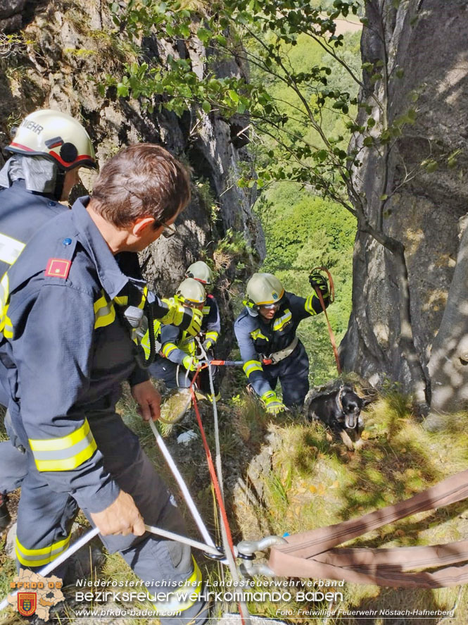 20220820 Hund ber Felsen abgestrzt in Nstach-Hafnerberg  Foto: FF Nstach / Markus Fischer