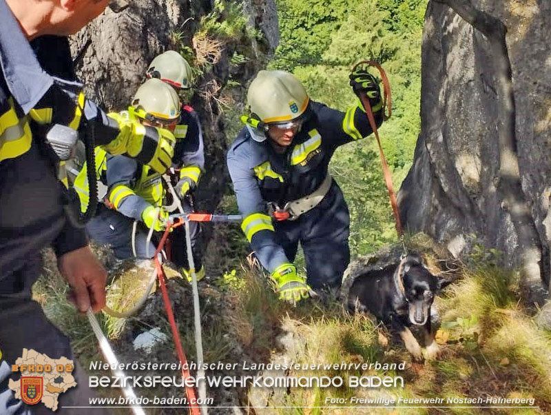 20220820 Hund über Felsen abgestürzt in Nöstach-Hafnerberg  Foto: FF Nöstach / Markus Fischer