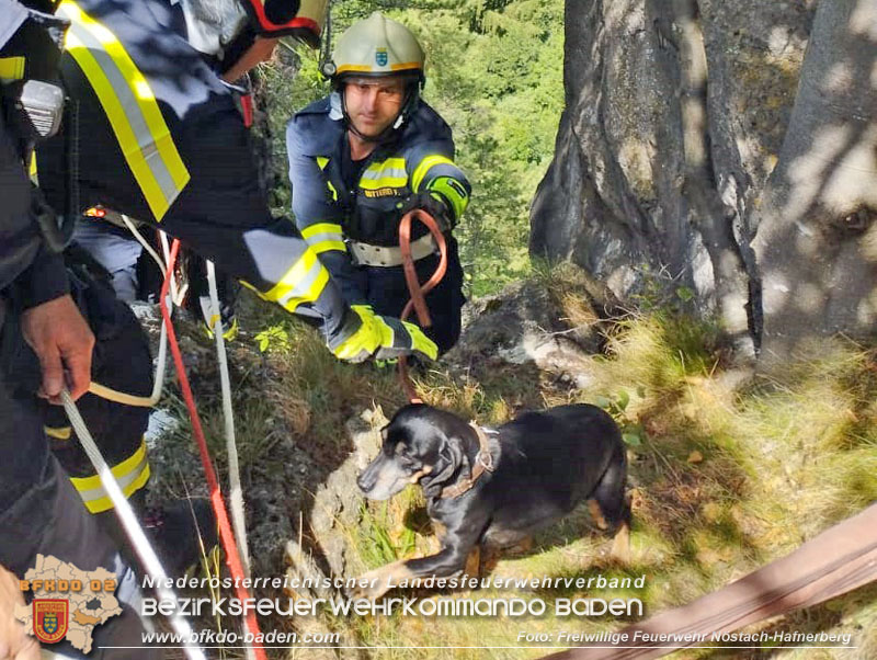 20220820 Hund über Felsen abgestürzt in Nöstach-Hafnerberg  Foto: FF Nöstach / Markus Fischer