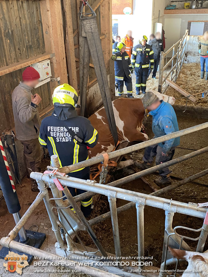 20221108 Trächtige Kuh drohte in Hernstein in Güllegrube zu stürzen  Foto: D. Schönthaler Freiwillige Feuerwehr Berndorf-Stadt 