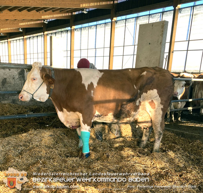 20221108 Trchtige Kuh drohte in Hernstein in Gllegrube zu strzen  Foto: D. Schnthaler Freiwillige Feuerwehr Berndorf-Stadt 