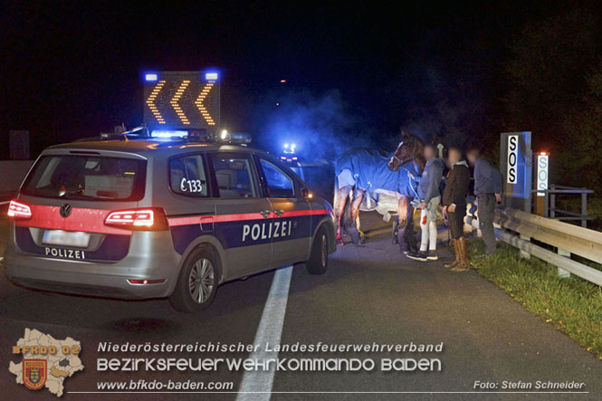20221125 Gefährliche Situation nach Unfall mit Pferdeanhänger auf der A3 zwischen Pottendorf NÖ und Hornstein BGLD   Foto: Stefan Schneider BFKDO BADEN