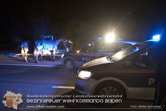 20221125 Gefährliche Situation nach Unfall mit Pferdeanhänger auf der A3 zwischen Pottendorf NÖ und Hornstein BGLD   Foto: Stefan Schneider BFKDO BADEN