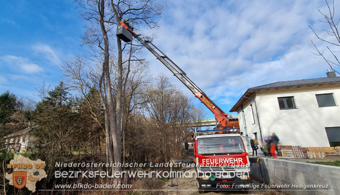 20221225 Der Feuerwehr-Klassiker Katze auf Baum"  Foto: Freiwillige Feuerwehr Heiligenkreuz